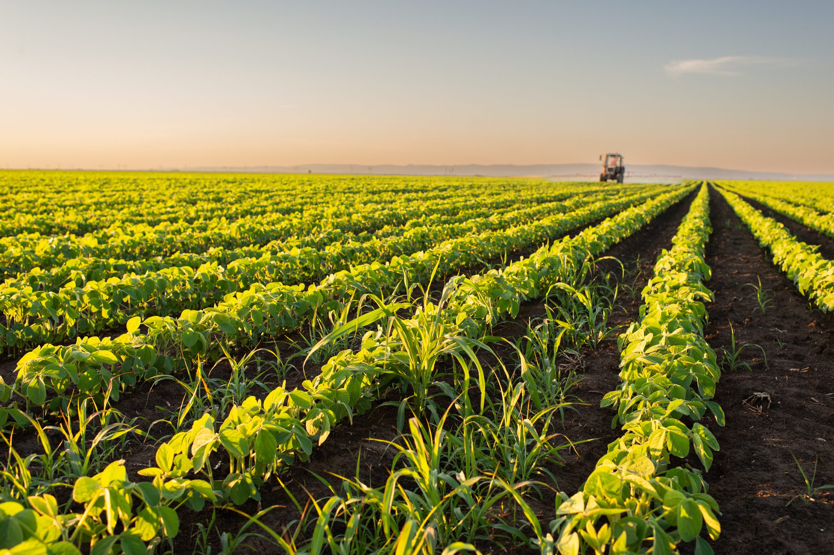 Nebraska soybean field rows with distant tractor at sunrise, precision ag