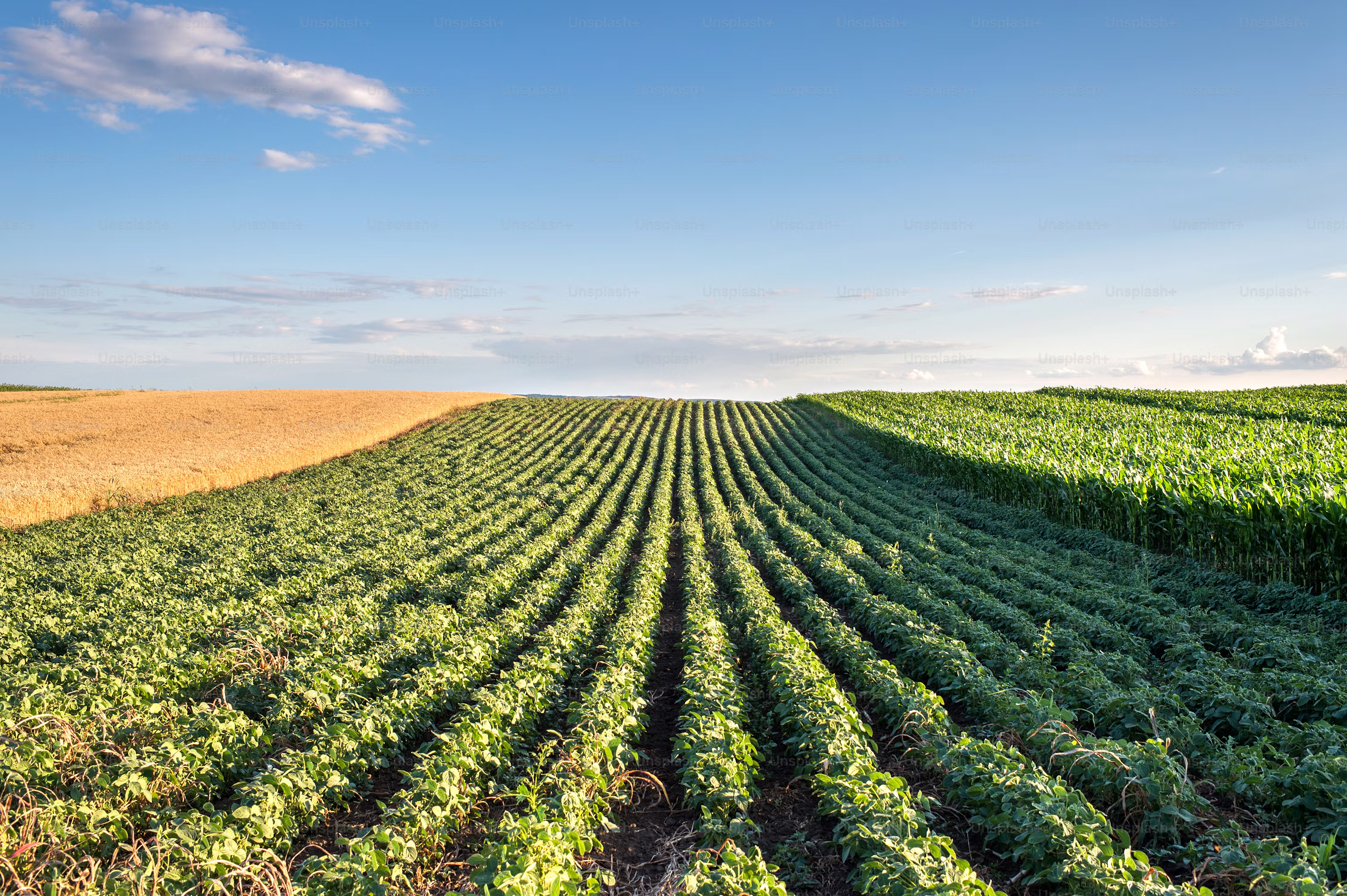 Field utilizing Nano-Yield